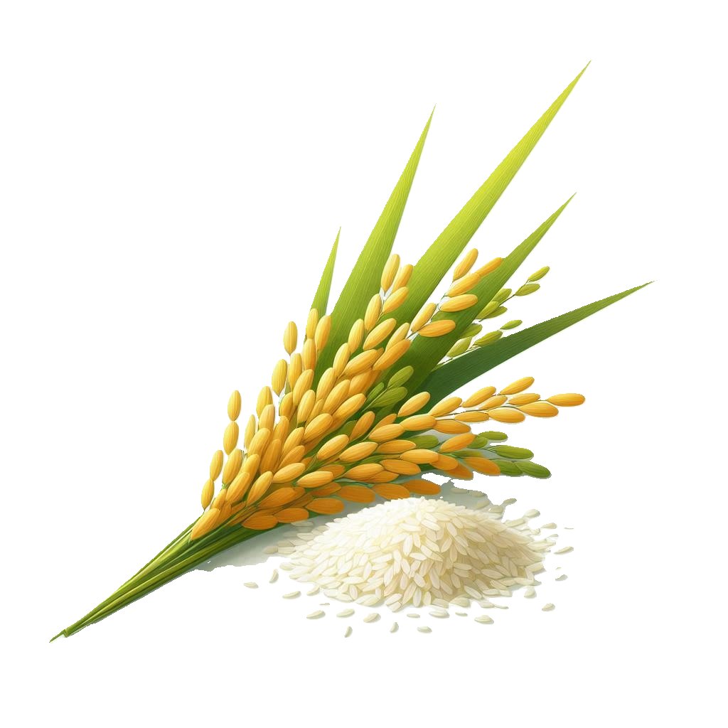 Rice stalk and white rice